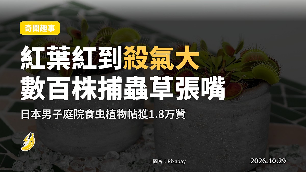 日本男庭園紅葉紅到殺氣大：數百株捕蟲草張開嘴，獲1.8萬讚