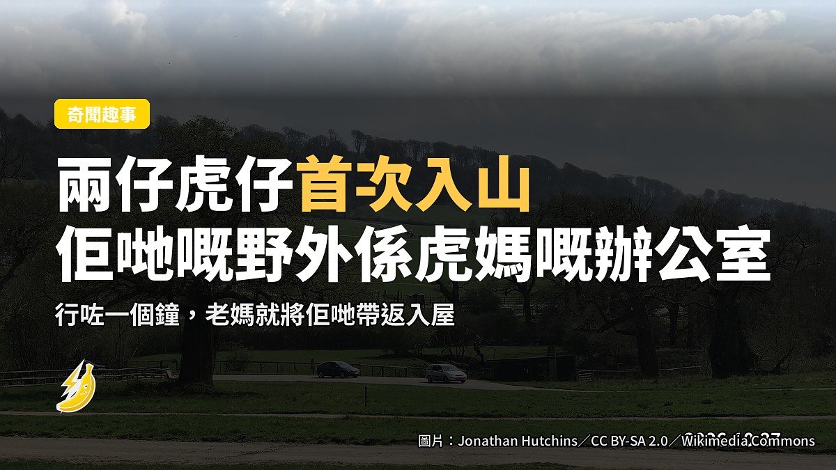 Wiltshire 兩頭 14 星期小虎仔首次「入山」:佢哋嘅野外係另外一隻虎嘅辦公室