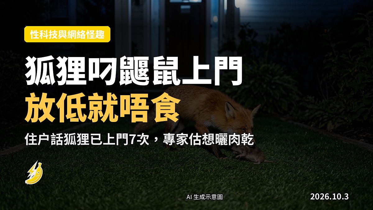 夜色中，一隻狐狸喺民宅門口嘅人造草皮上，剛放低鼴鼠，站立未進食。