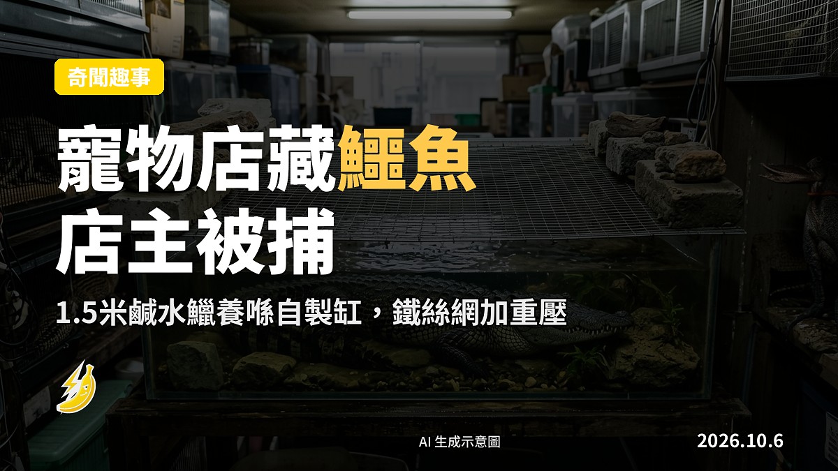 大阪一間寵物店後方嘅壓克力缸，內有一條鹹水鱷，頂上覆蓋鐵絲網及重壓物件（示意圖）