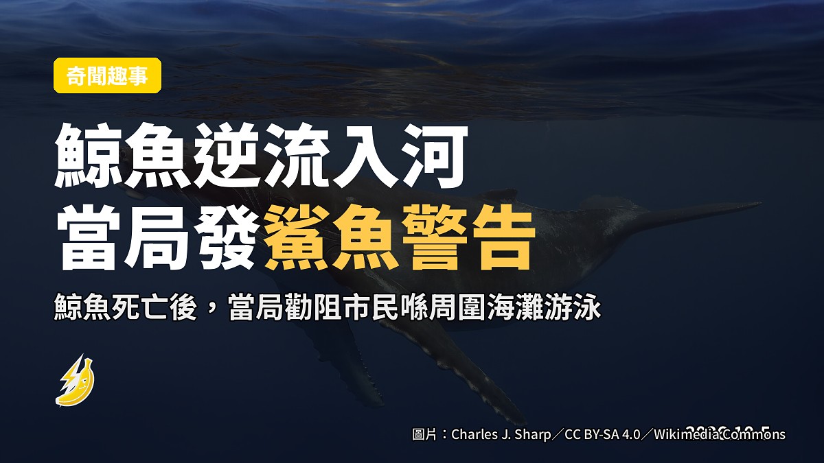 示意圖：一隻座頭鯨喺河口沙洲淺水一帶