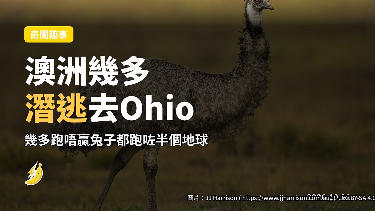 澳洲幾多喺美國山地車徑游蕩（示意）