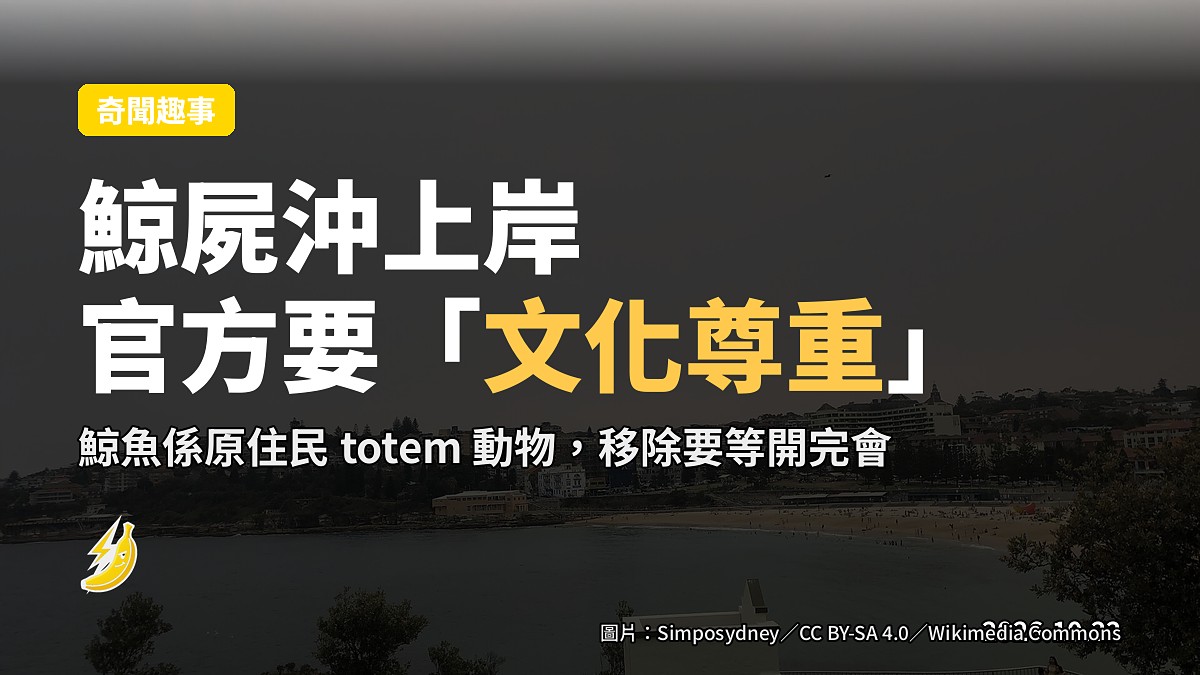 悉尼兩海灘封閉：鯨屍沖上岸，官方話要「文化上尊重」先至拆
