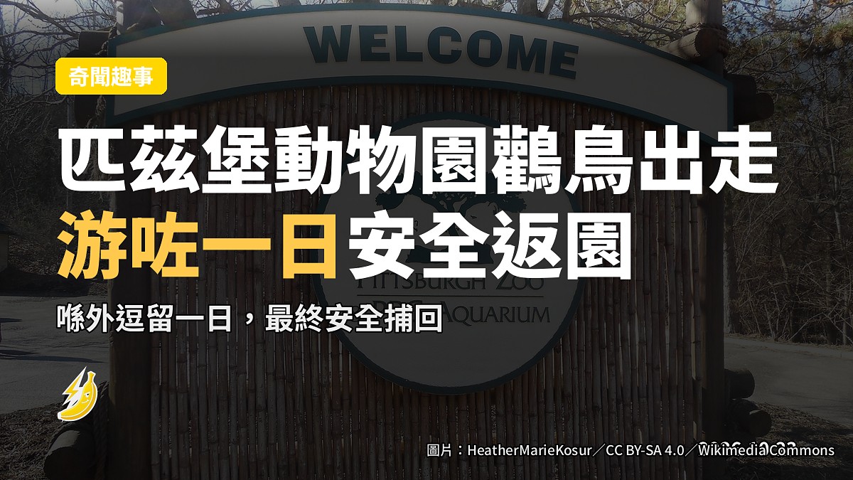匹茲堡動物園兩隻鸛鳥出走到城市遊玩一日,安全返園