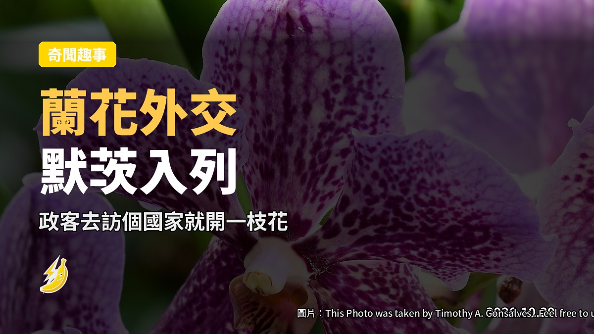 一朵紅色蘭花擺喺陶瓷花盆入面