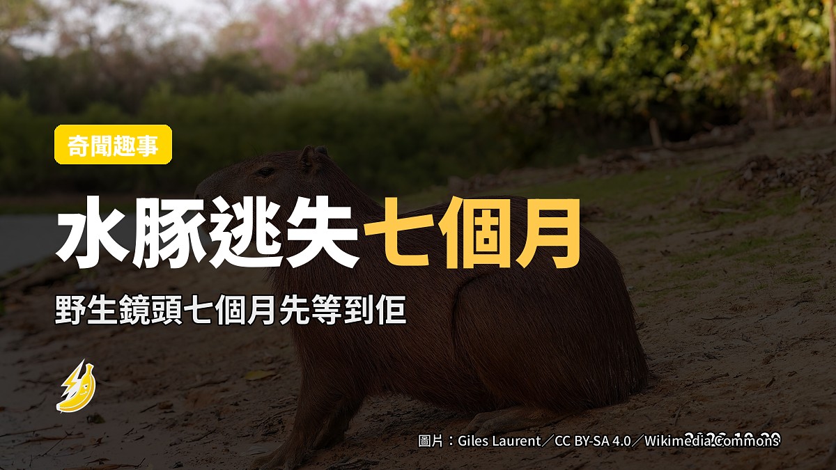 英國水豚逃失七個月，野生鏡頭先拍到佢
