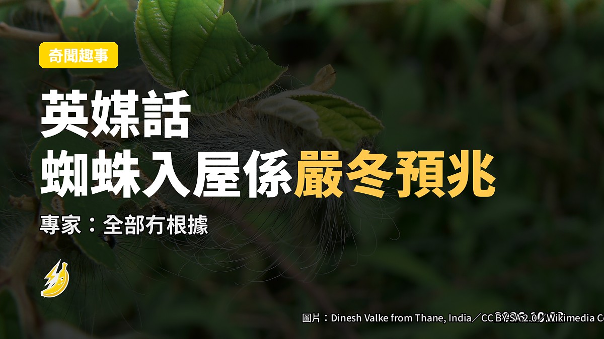 松鼠囤栗蜘蛛入屋 英媒稱係英國嚴冬預兆
