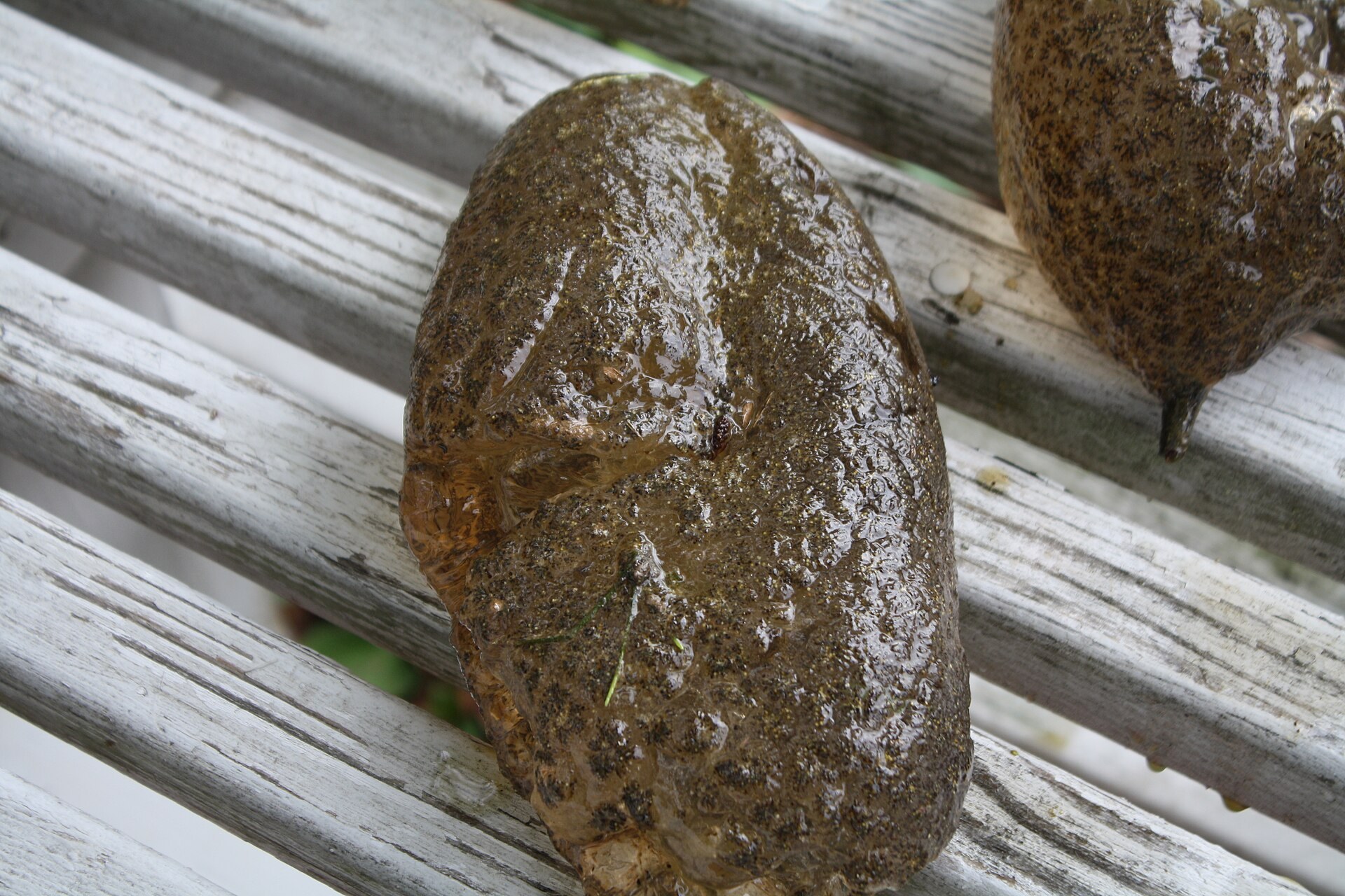 韓國破虜湖湧現巨型「卵塊」，真身竟係外來物种「大型梳苔蟲」