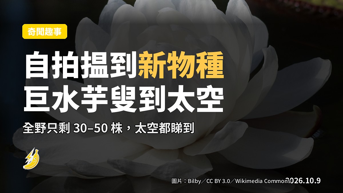 哥倫比亞雨叢小湖上嘅巨型 Victoria 水芋