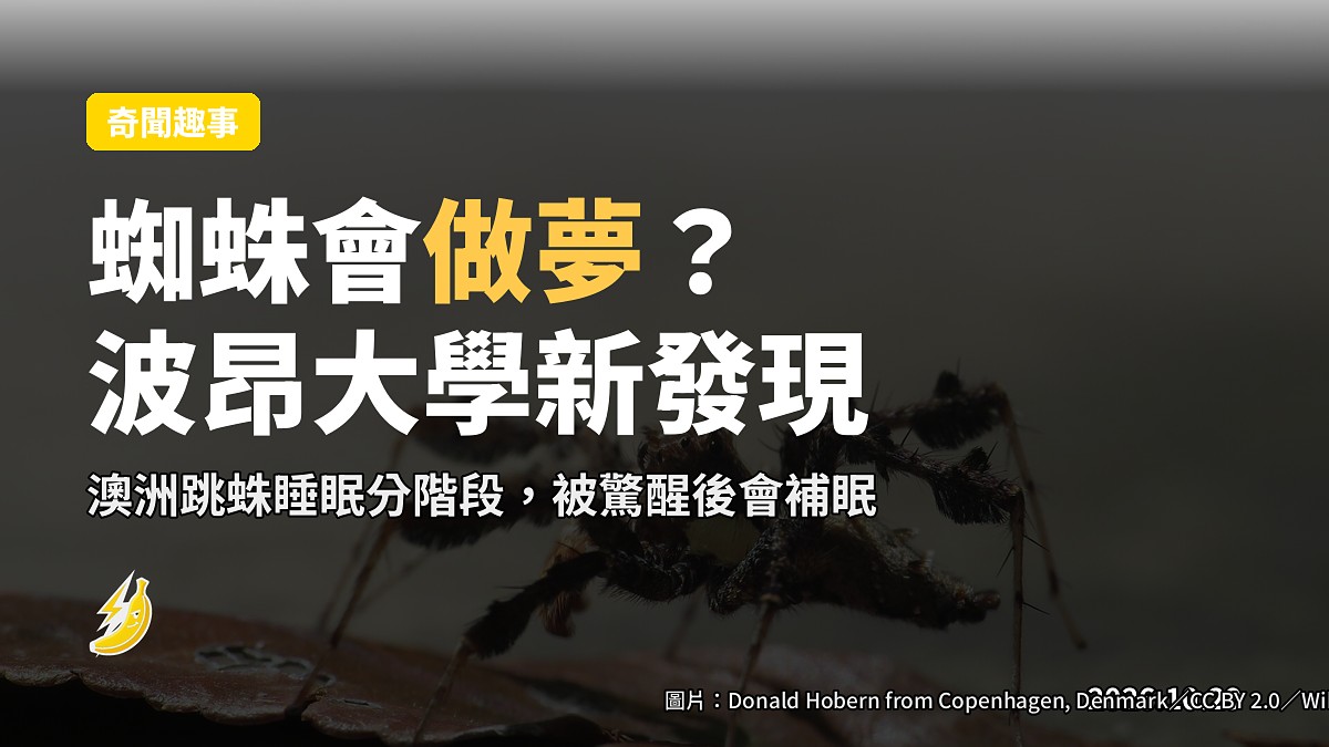 蜘蛛會做夢?波昂大學發現蜘蛛睡眠分階段