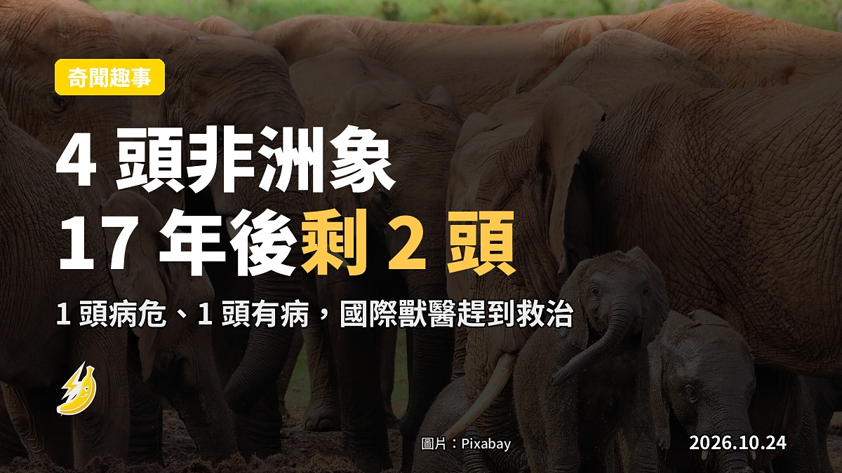 2009 年帶入 4 頭非洲象，2026 年剩 2 頭，1 頭危殆 1 頭有病