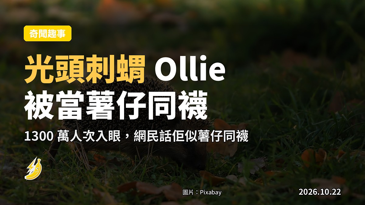 光頭刺蝟 Ollie 脱晒刺，被網民當薯仔同襪