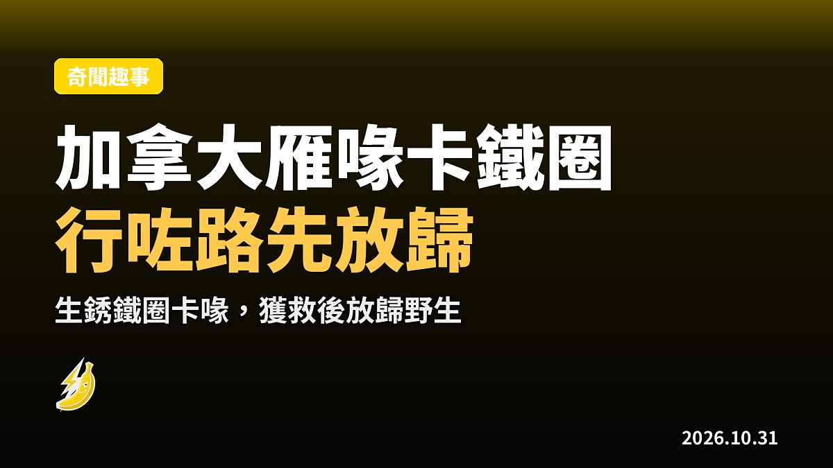 加拿大雁喙卡生銹鐵圈，喺賓州城中行路，獲救後放歸