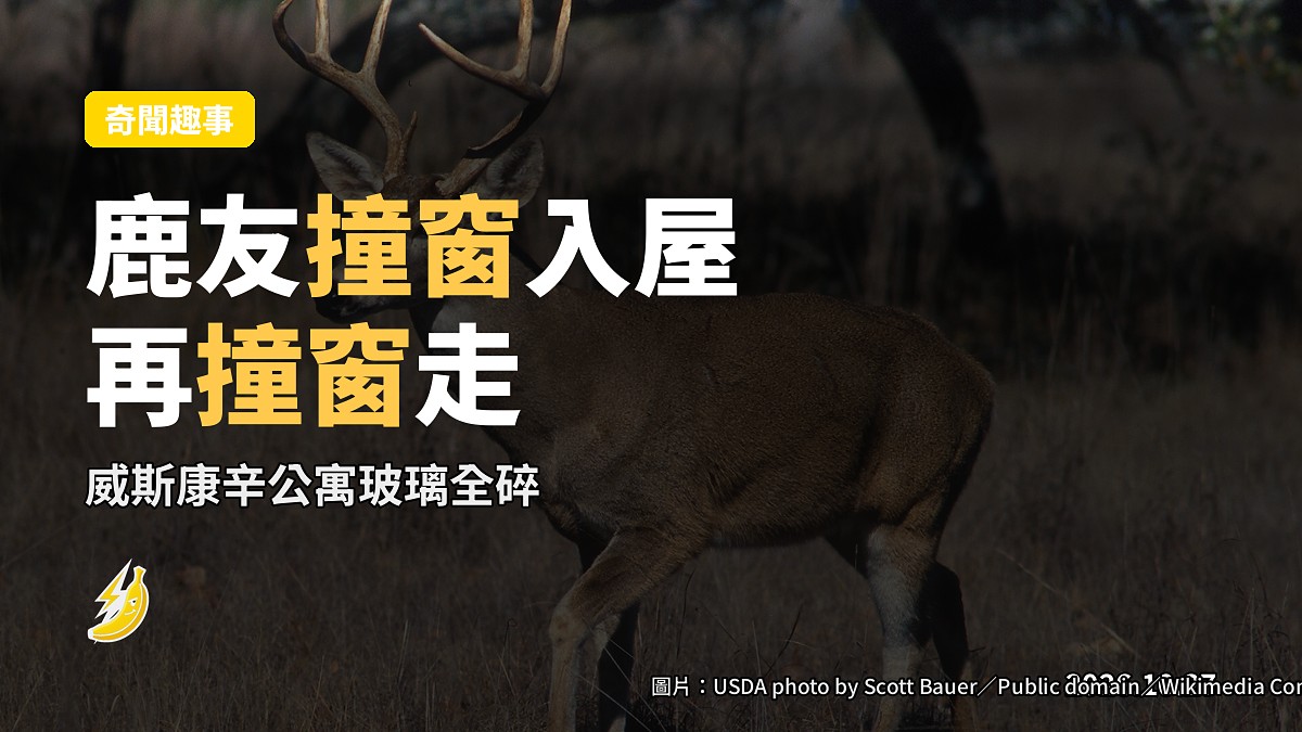 鹿撞窗進入公寓的片段截圖(示意)