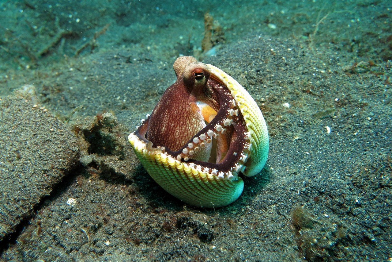 百年Attenborough再拍海，新片有章魚險死逃生好運脱險
