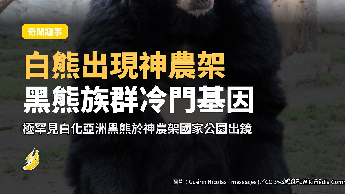 白化亞洲黑熊穿行於神農架國家公園的竹林山徑（示意圖）