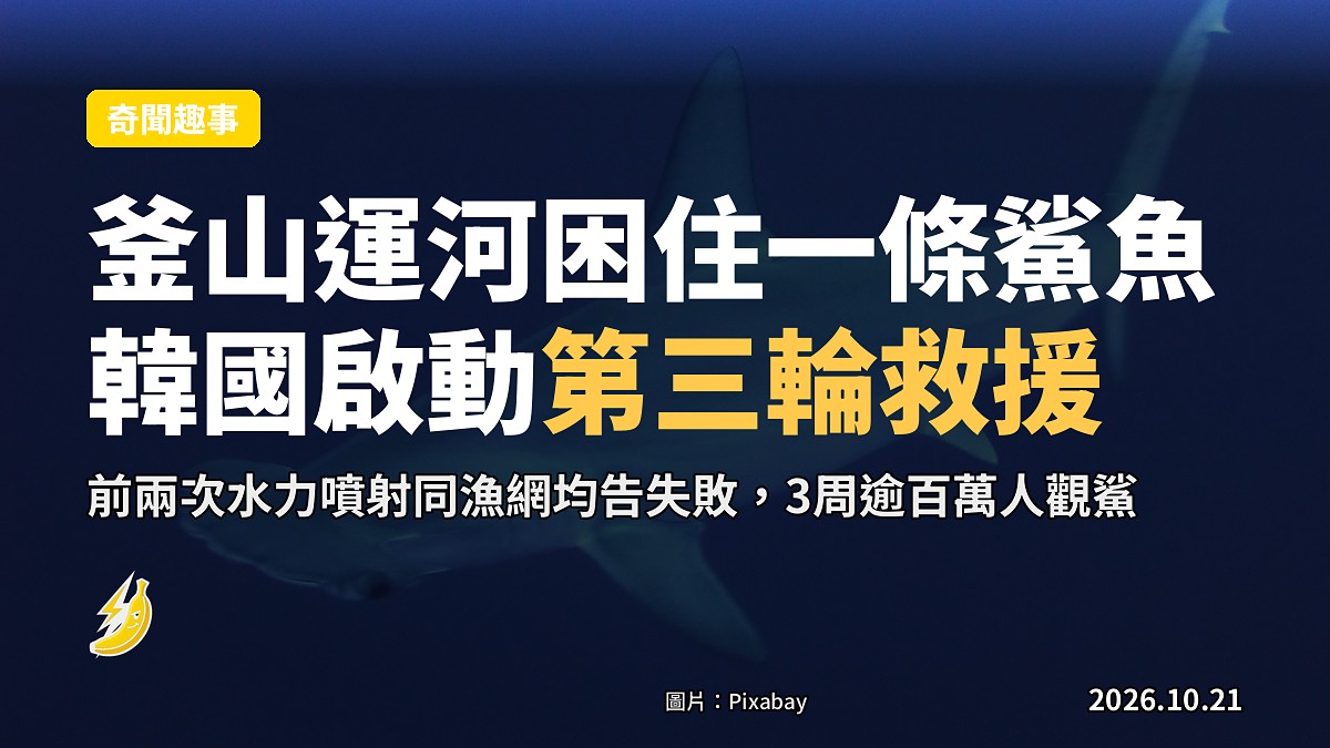 釜山運河困住一條鯊魚，韓國啟動第三輪救援，逾百萬人到公園觀鯊