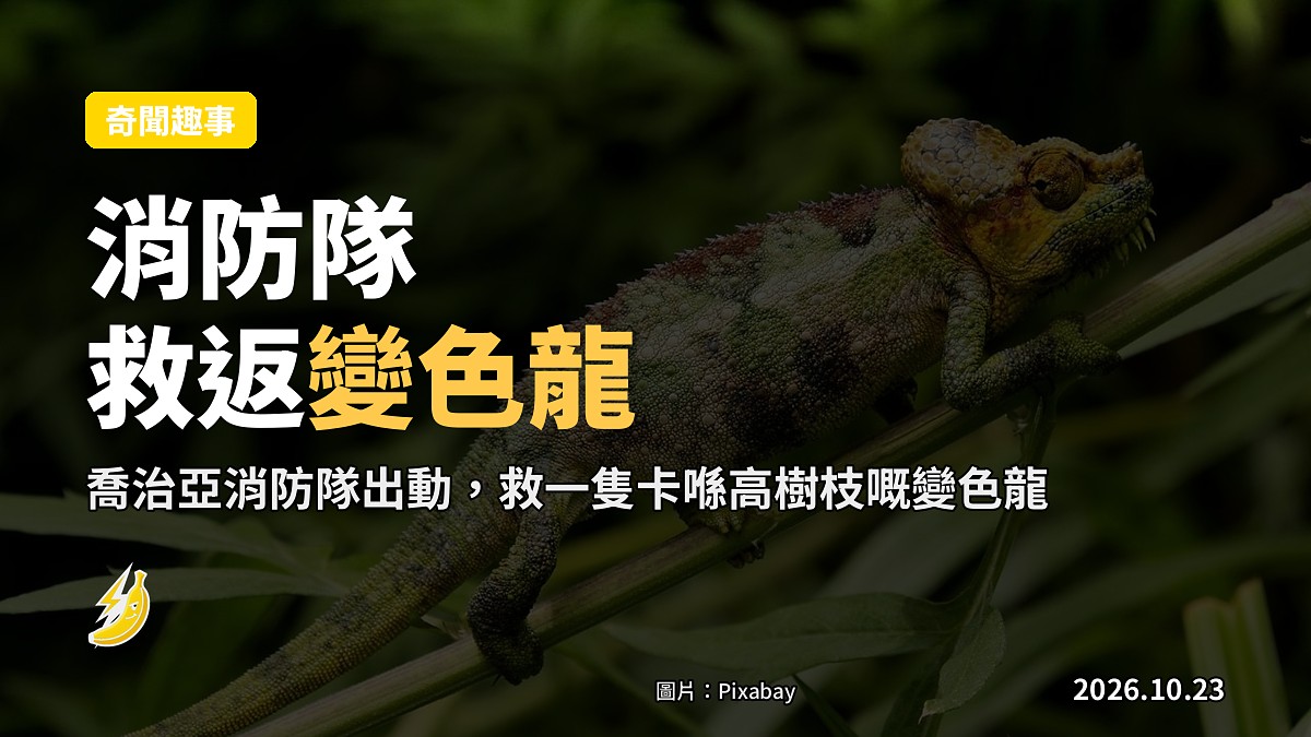 喬治亞州消防隊救援爬上高樹枝的變色龍（示意）