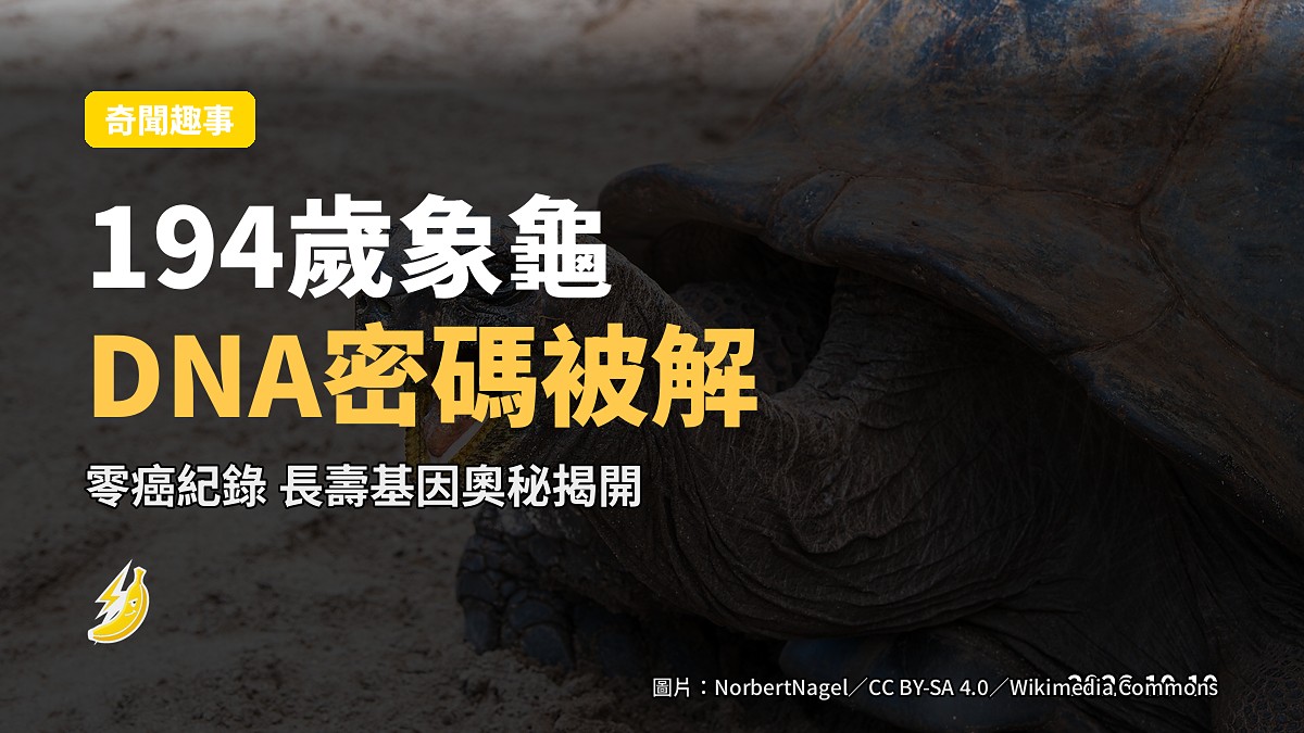 一隻大型亞達伯拉象龜喺南大西洋島嶼岩石上休息