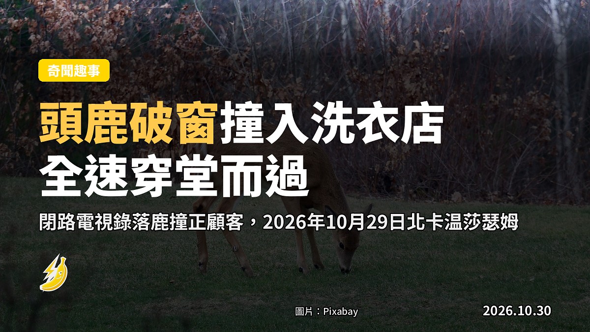 北卡洗衣店突襲：頭鹿破窗衝入撞正顧客，全速穿堂而過