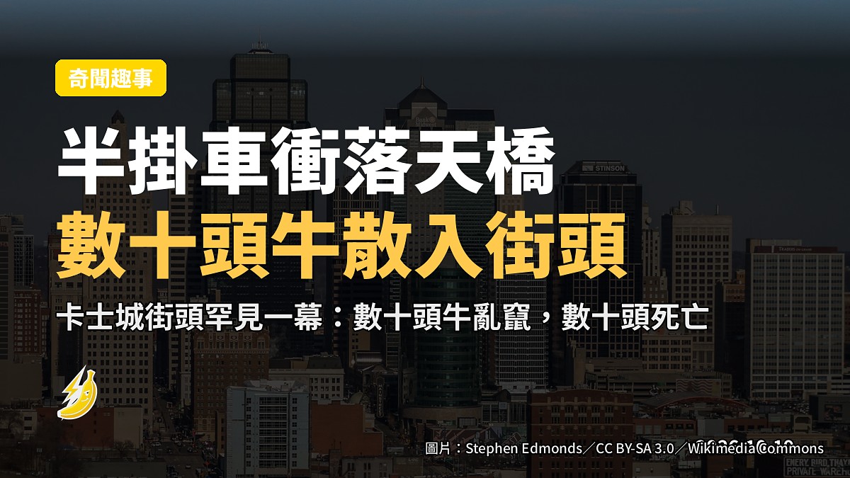 半掛車衝落天橋散牛數十頭 卡士城街頭變牛仔