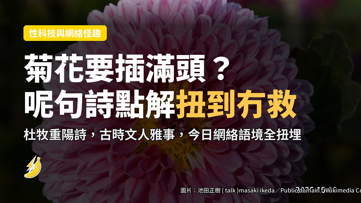 菊花要插滿頭？杜牧重陽詩，點解讀落去個個都扭埋