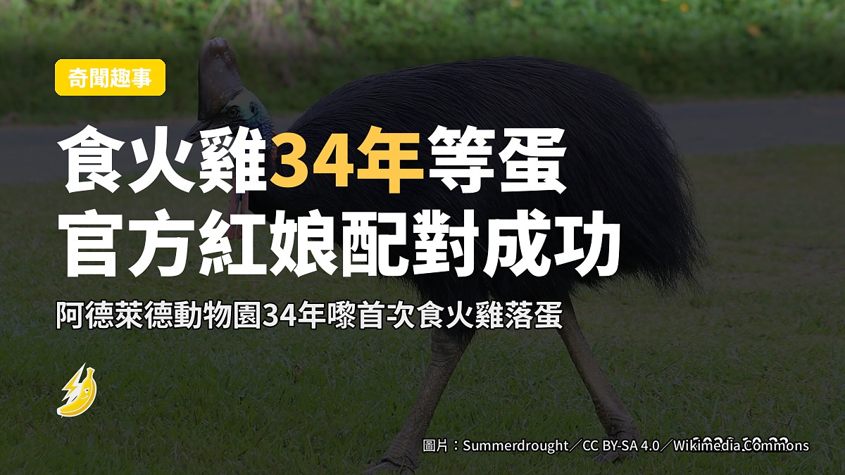 阿德萊德動物園食火雞34年首度落蛋,官方「紅娘」配對成功