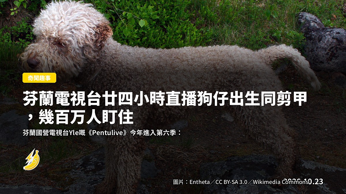 芬蘭電視台廿四小時直播狗仔出生同剪甲,幾百万人盯住