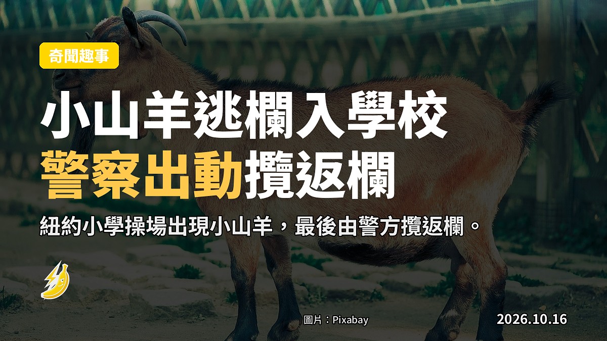 一隻小山羊喺學校操場