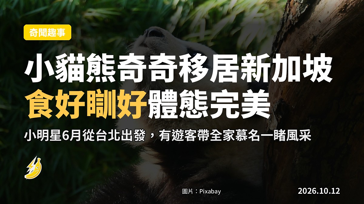 示意圖：一隻小貓熊喺新加坡動物園嘅戶外展區拿着蘋果坐定。