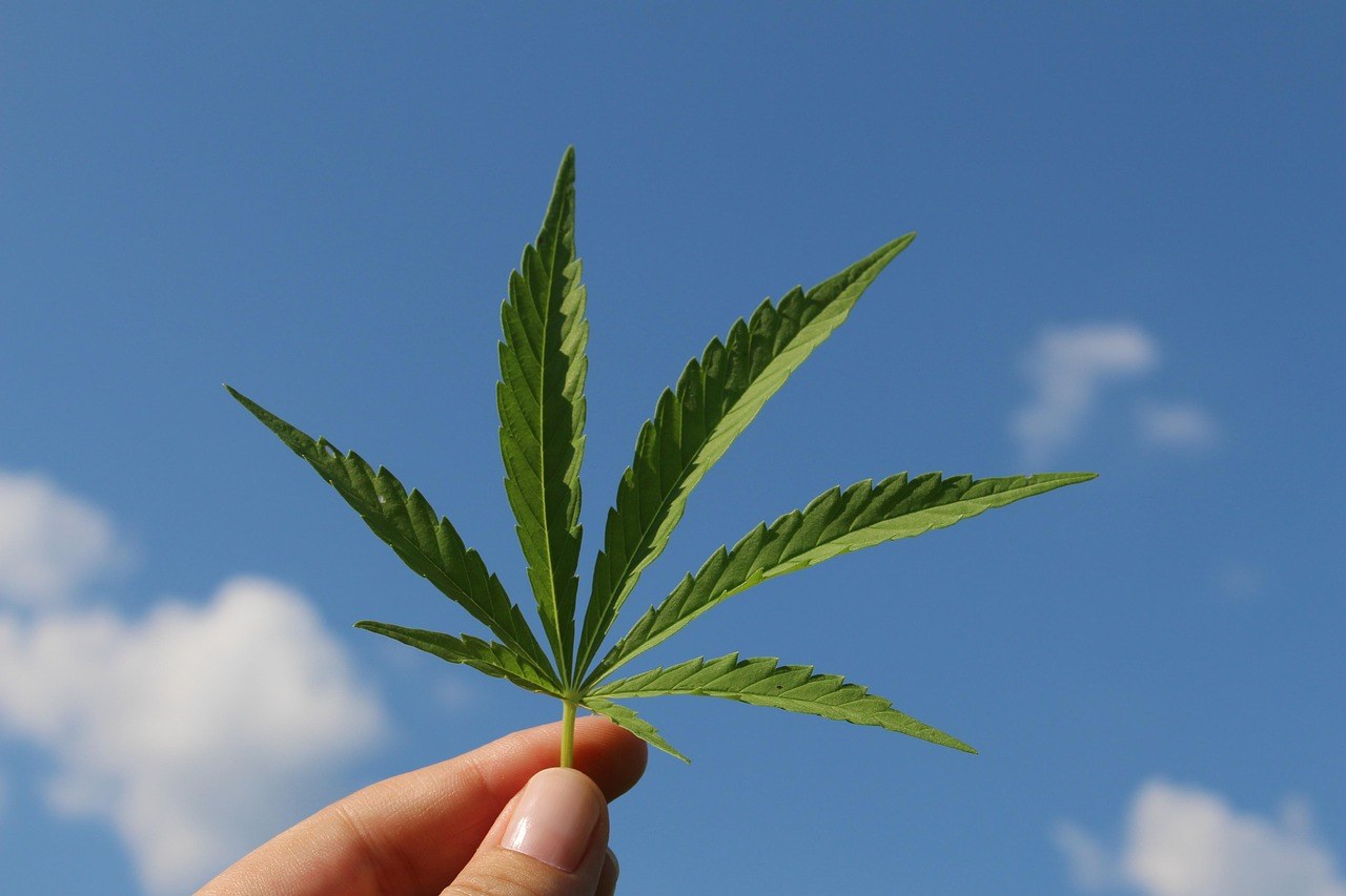 逾萬條致幻劑熱線數據出爐，最大意外：草嘅困擾率最高