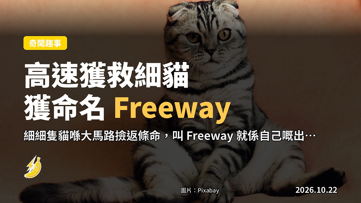 麻州高速公路獲救嘅7星期大幼貓,獲命名「Freeway」